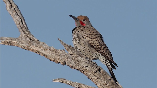 Gilded Flicker - ML312283631