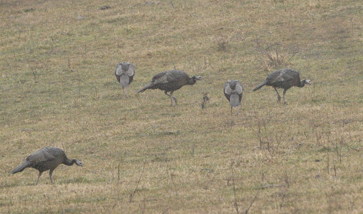 Wild Turkey - ML312283771