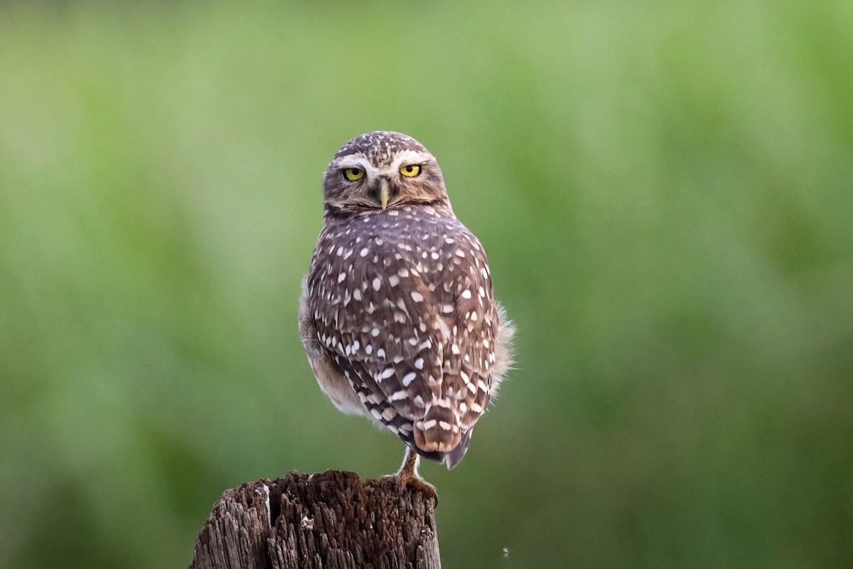 Burrowing Owl - Ian Thompson
