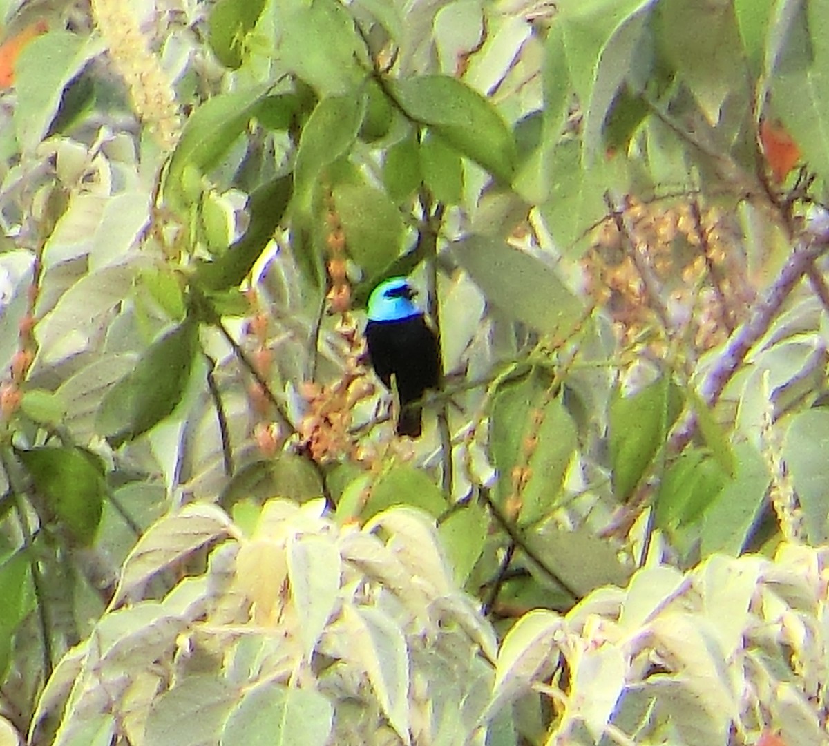 Blue-necked Tanager - Liz del Valle Pernía