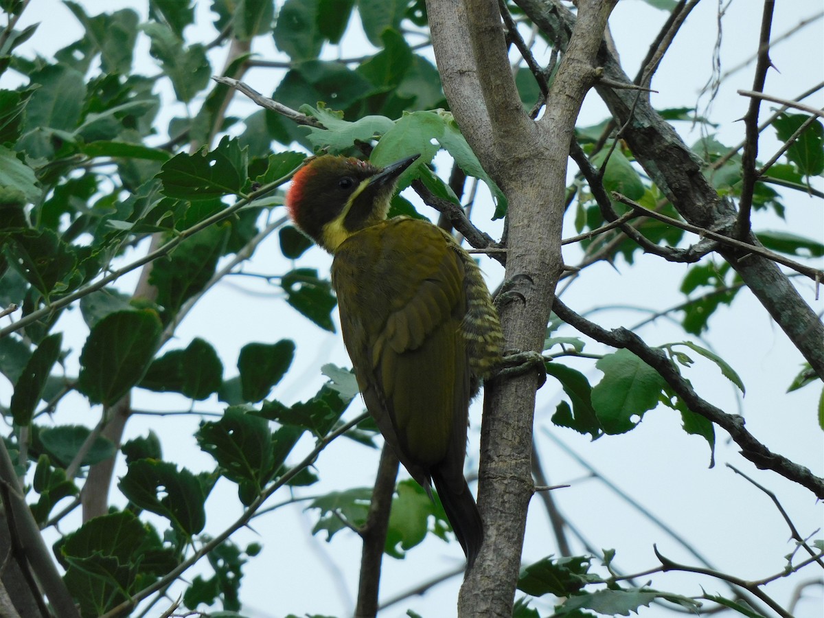 Golden-green Woodpecker - ML312284771