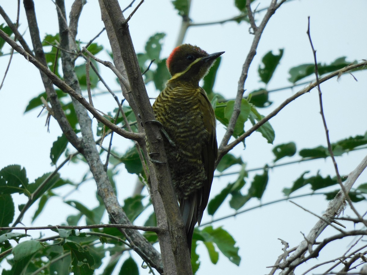 Golden-green Woodpecker - ML312285271