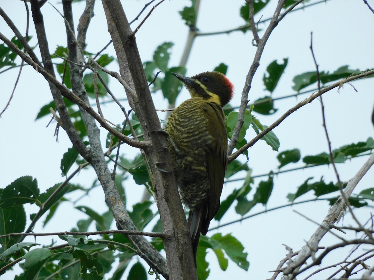 Golden-green Woodpecker - ML312285601