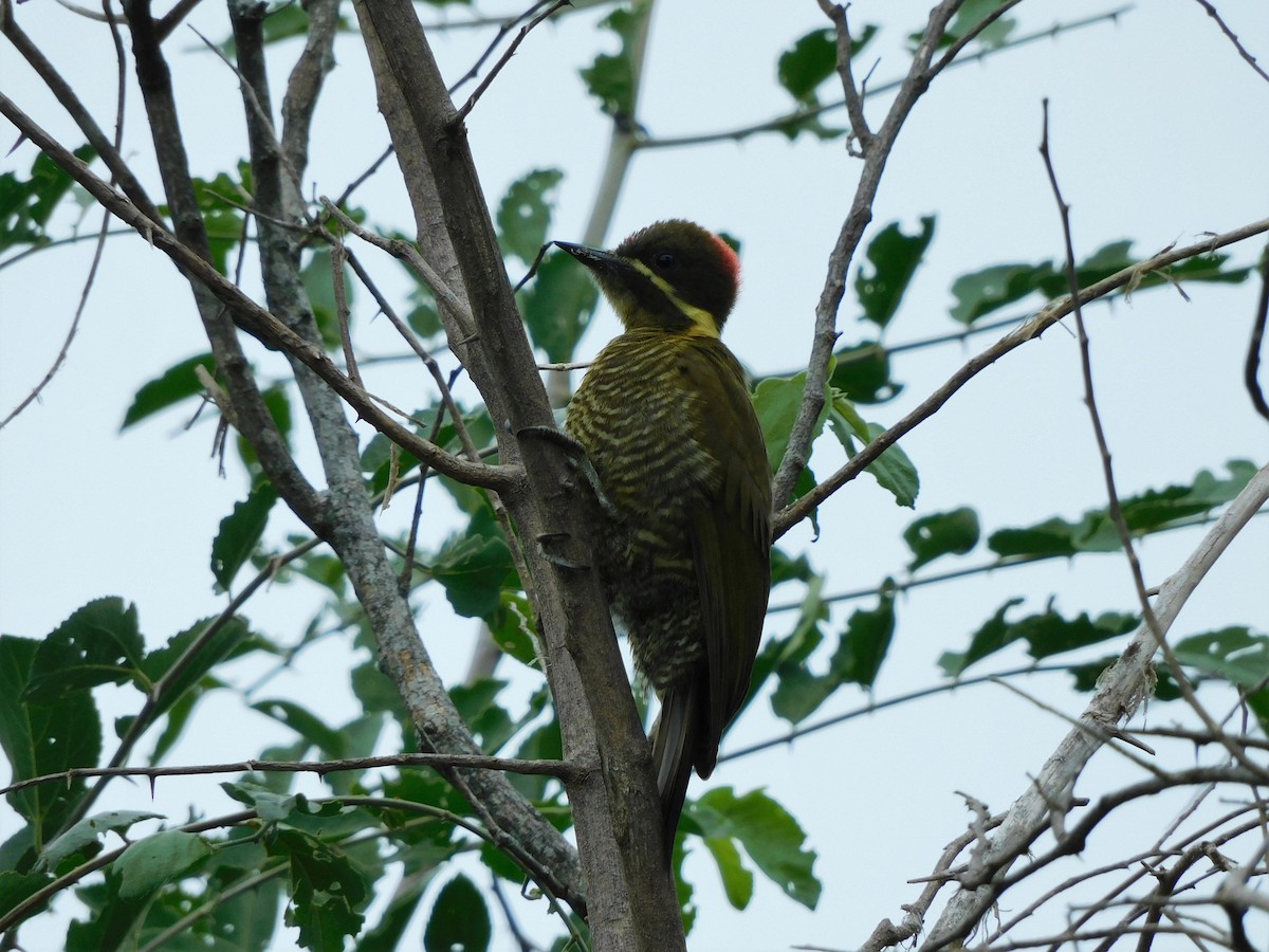 Golden-green Woodpecker - ML312285681