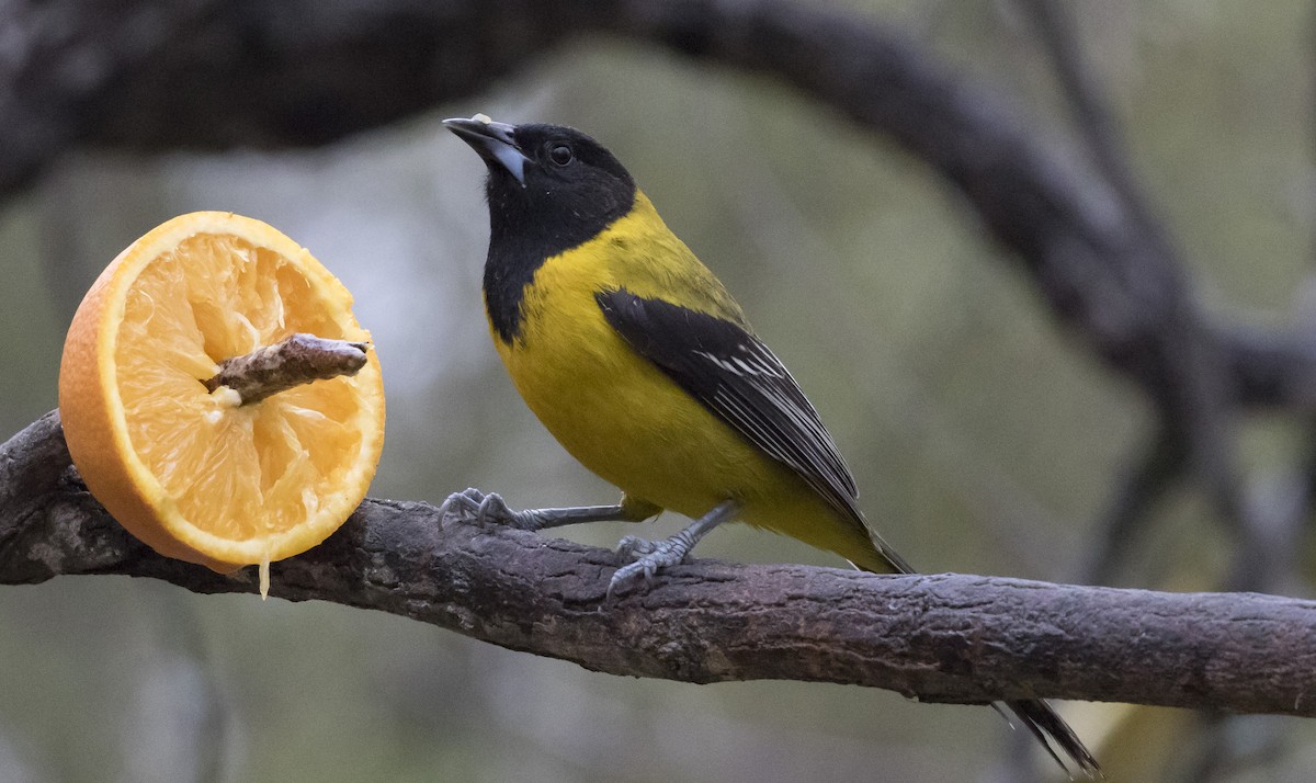 Audubon's Oriole - Caleb Putnam