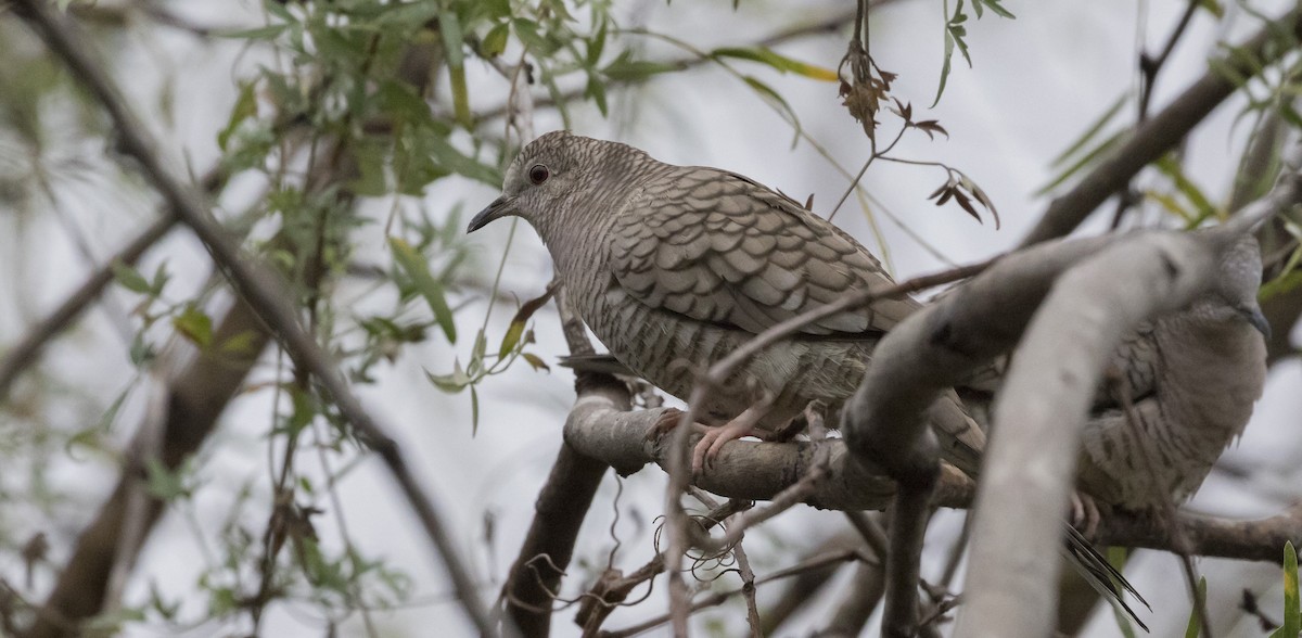 Inca Dove - Caleb Putnam