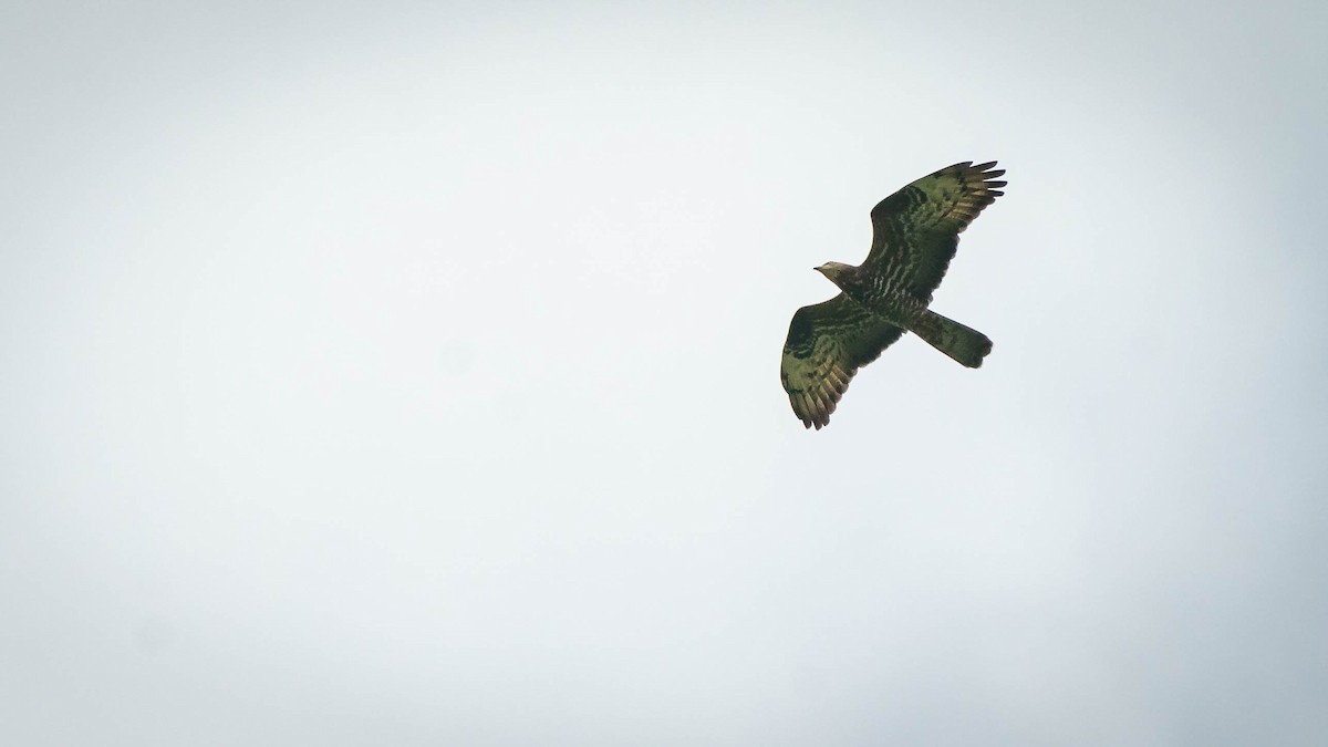 European Honey-buzzard - ML312288741