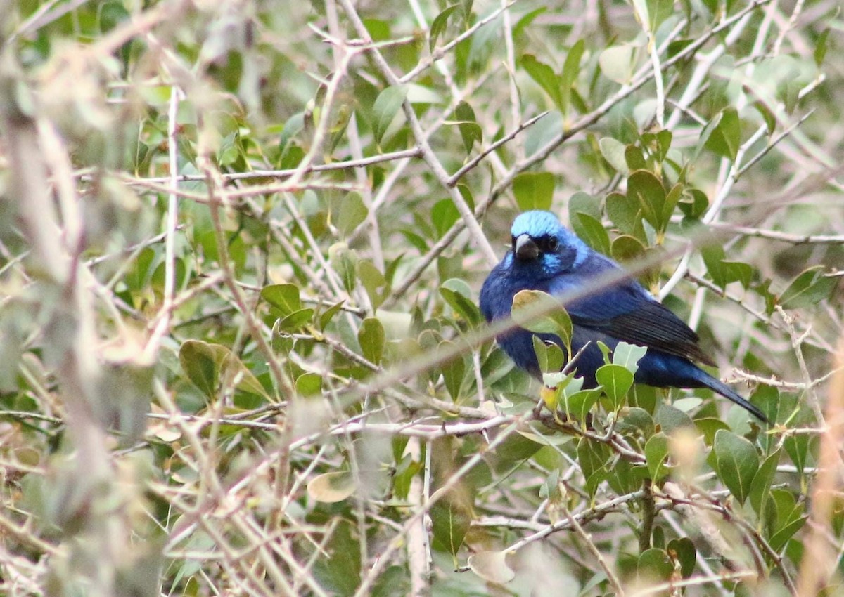 Blue Bunting - ML312288861
