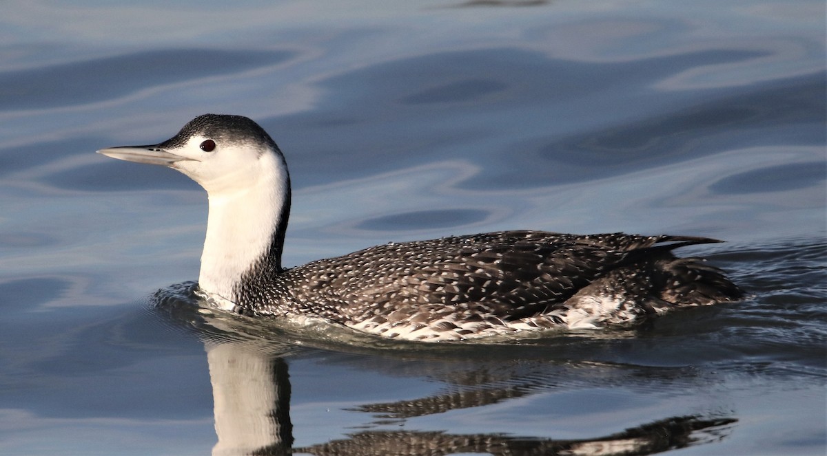 Red-throated Loon - Jim Stasz