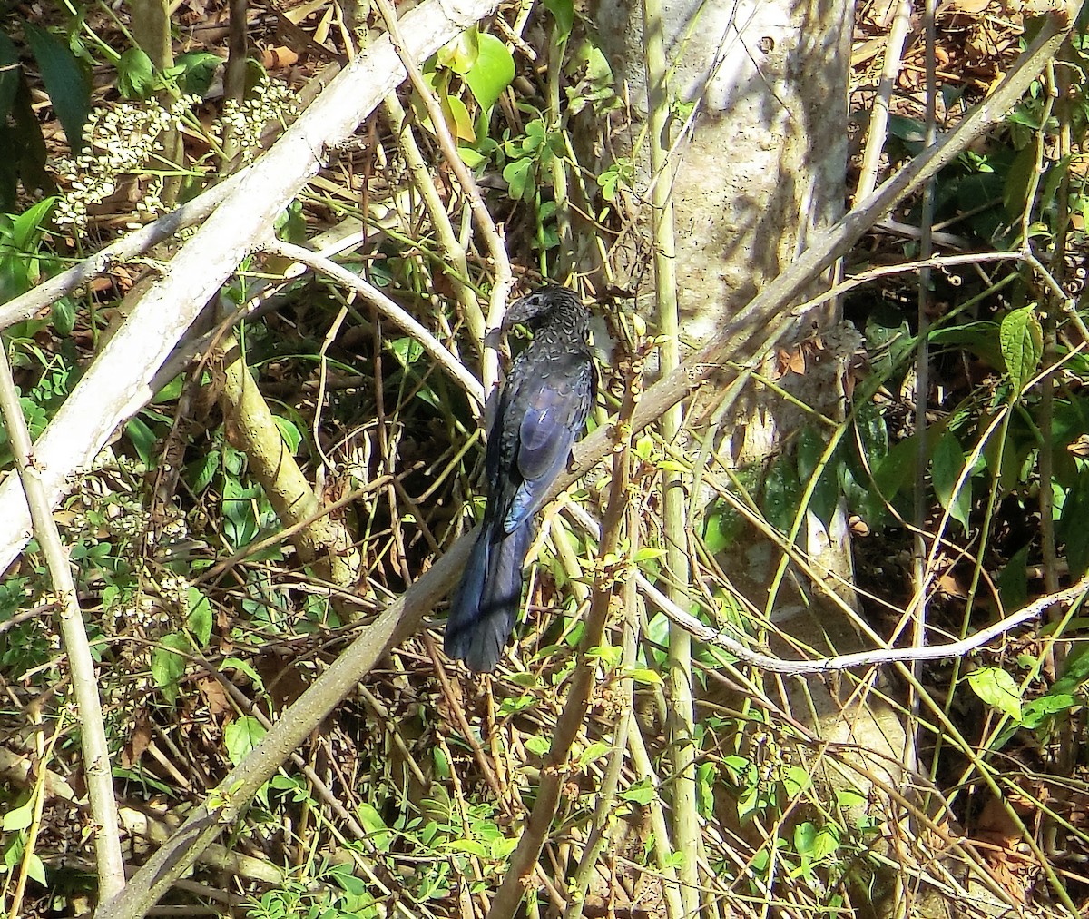 Smooth-billed Ani - ML312292261