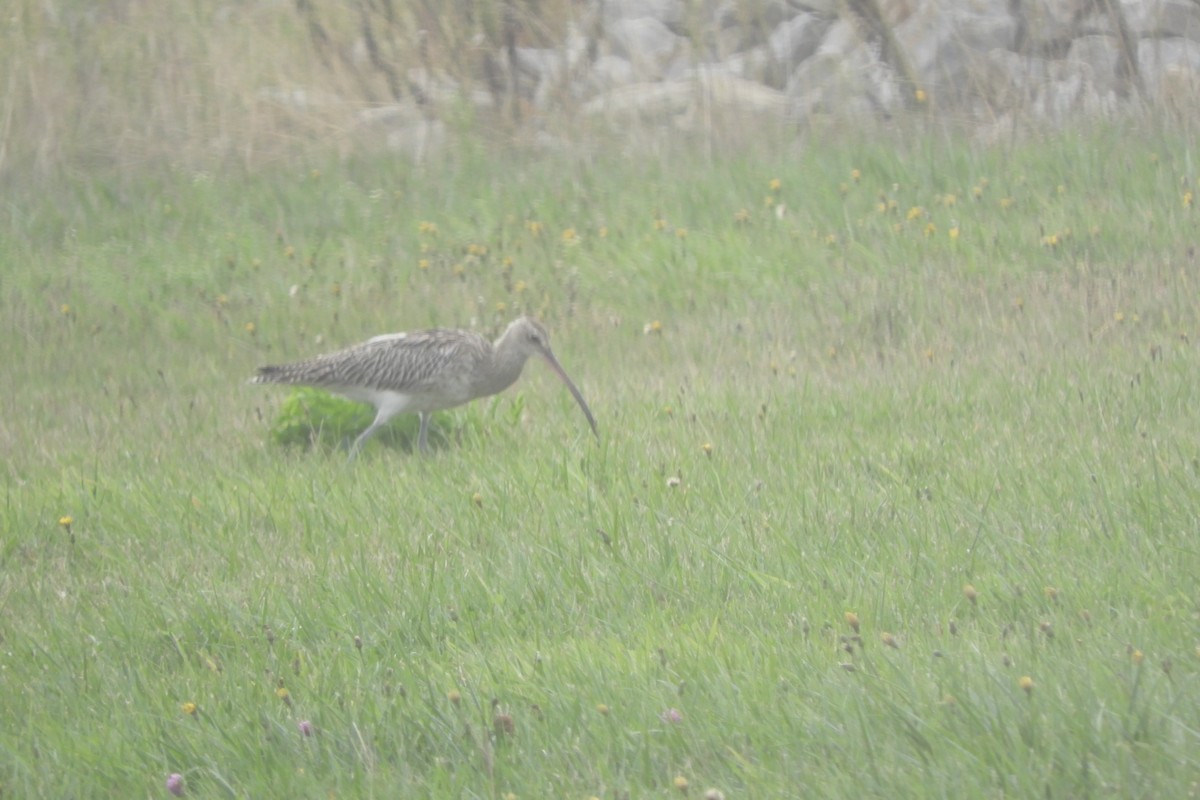 Eurasian Curlew - ML312292281