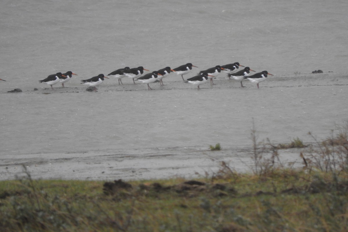 Eurasian Oystercatcher - ML312292851