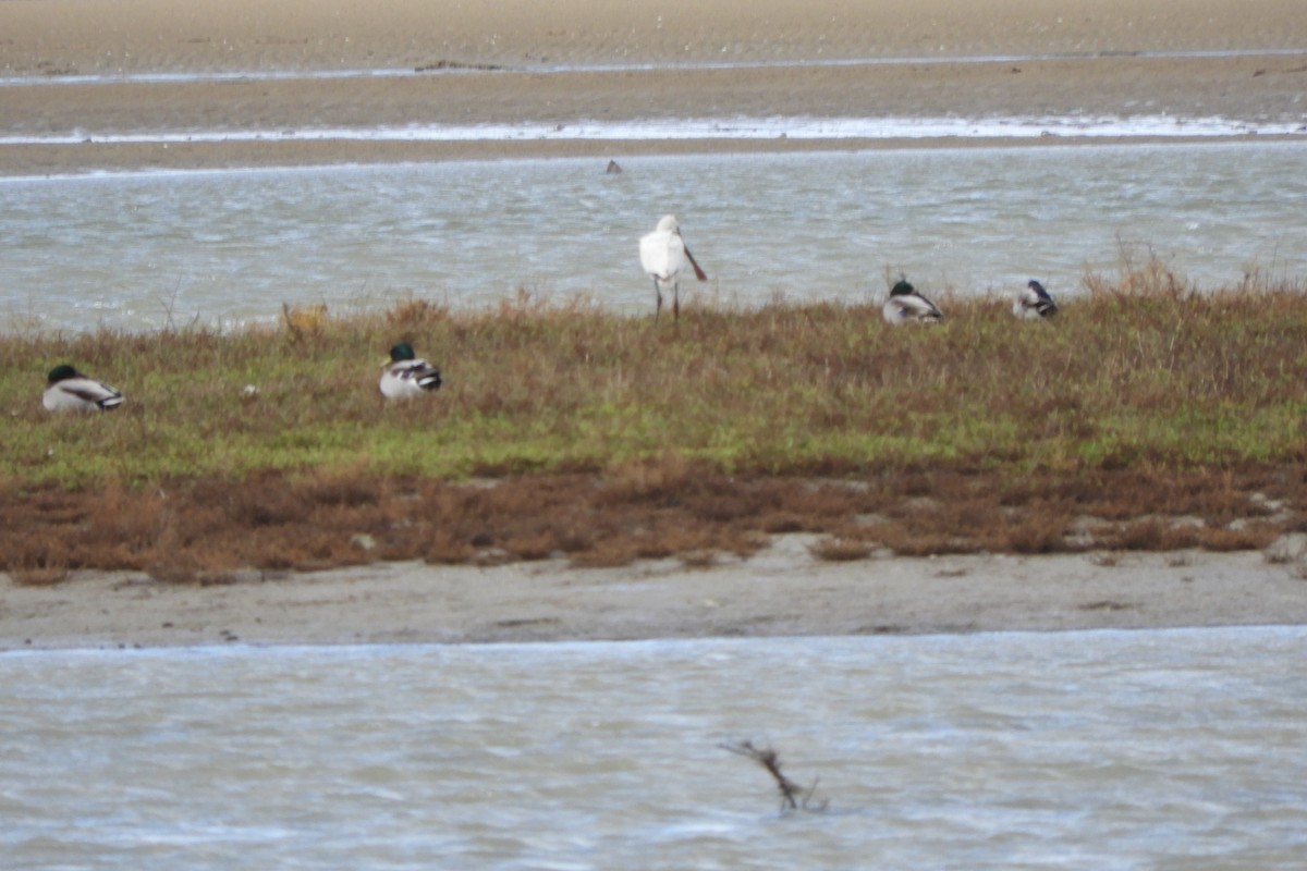 Eurasian Spoonbill - ML312292861