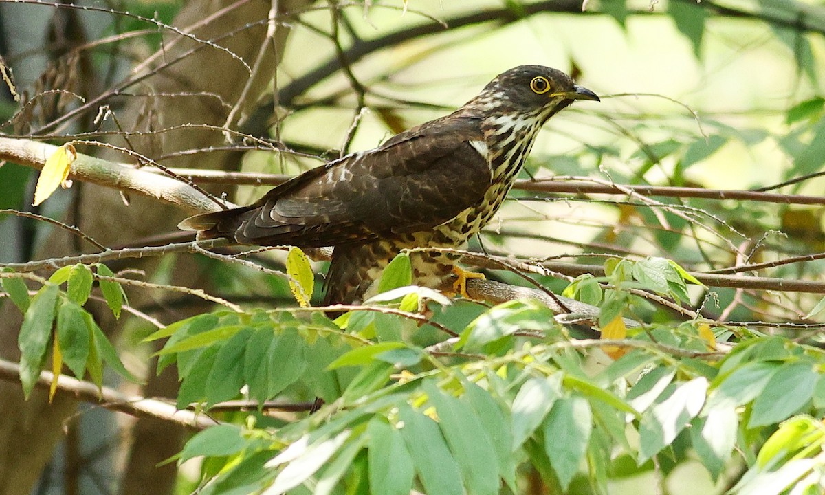 Large Hawk-Cuckoo - ML312292941