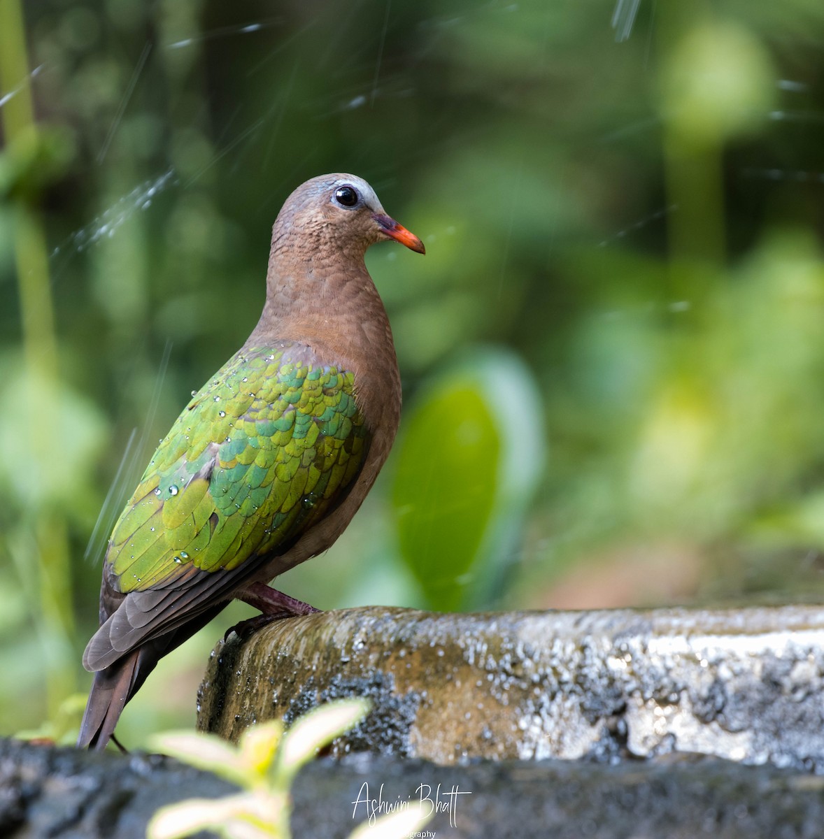 Asian Emerald Dove - ML312293081