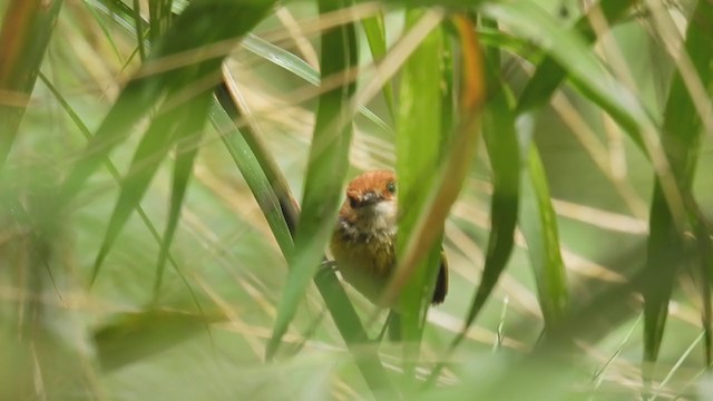 Rufous-crowned Tody-Flycatcher - ML312293371