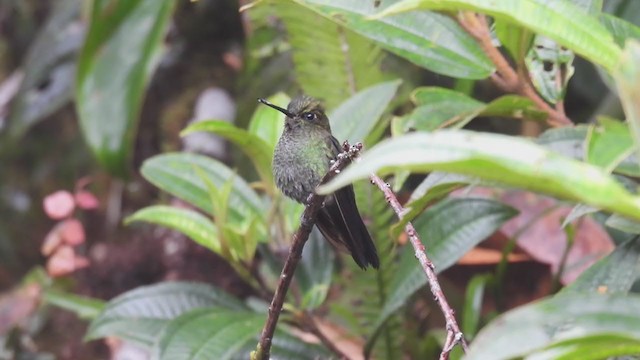 Greenish Puffleg - ML312293941