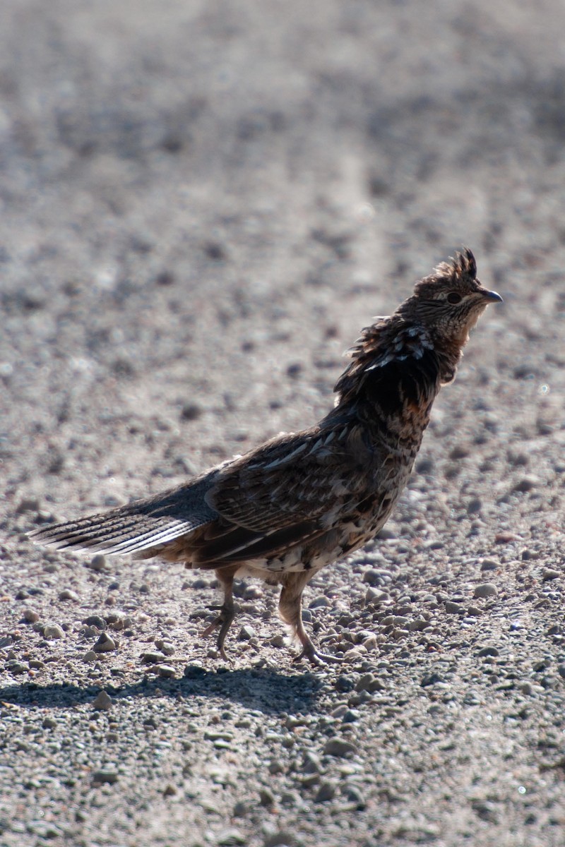 Ruffed Grouse - ML312294021