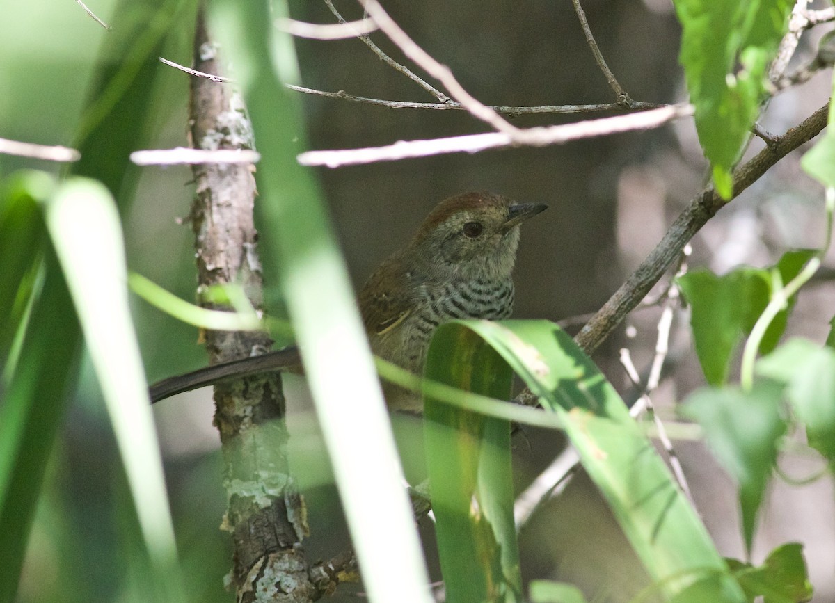 Rufous-capped Antshrike (Southern) - ML312295301