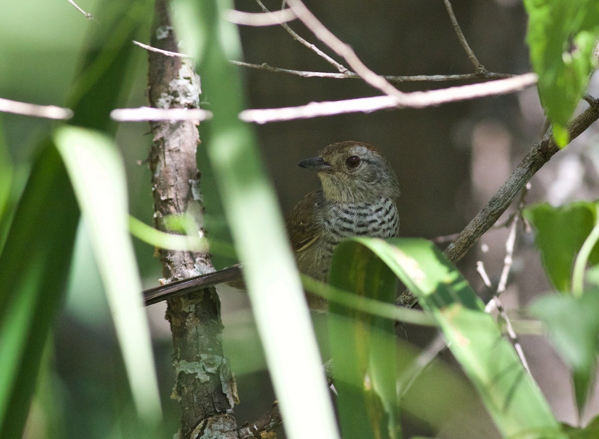 Rufous-capped Antshrike (Southern) - ML312295361