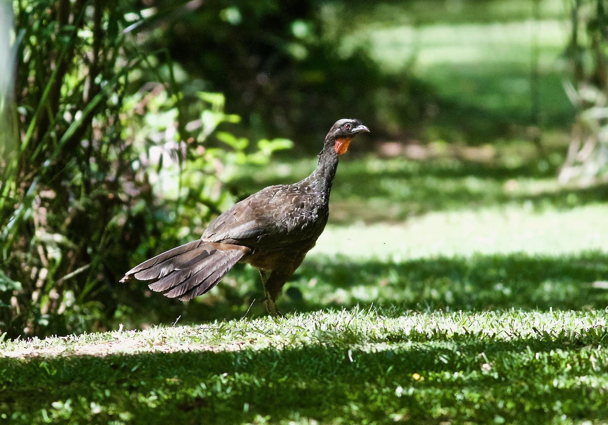 Dusky-legged Guan - ML312295571