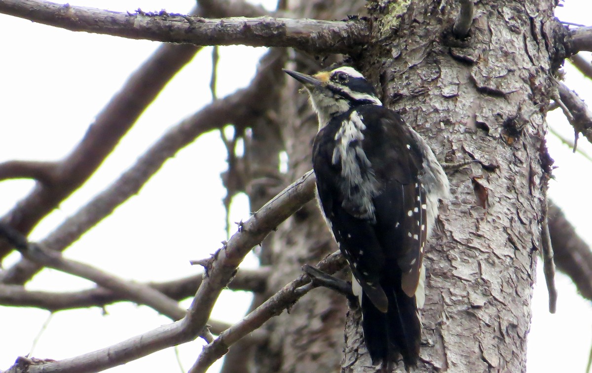 Hairy Woodpecker - ML31229561