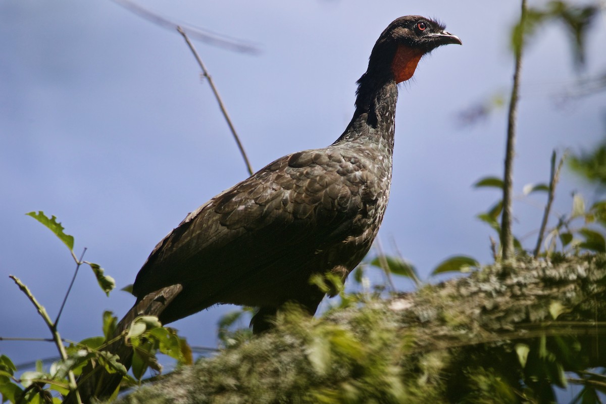 Dusky-legged Guan - ML312296191