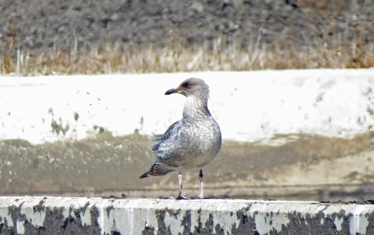 Gaviota Californiana - ML31229621