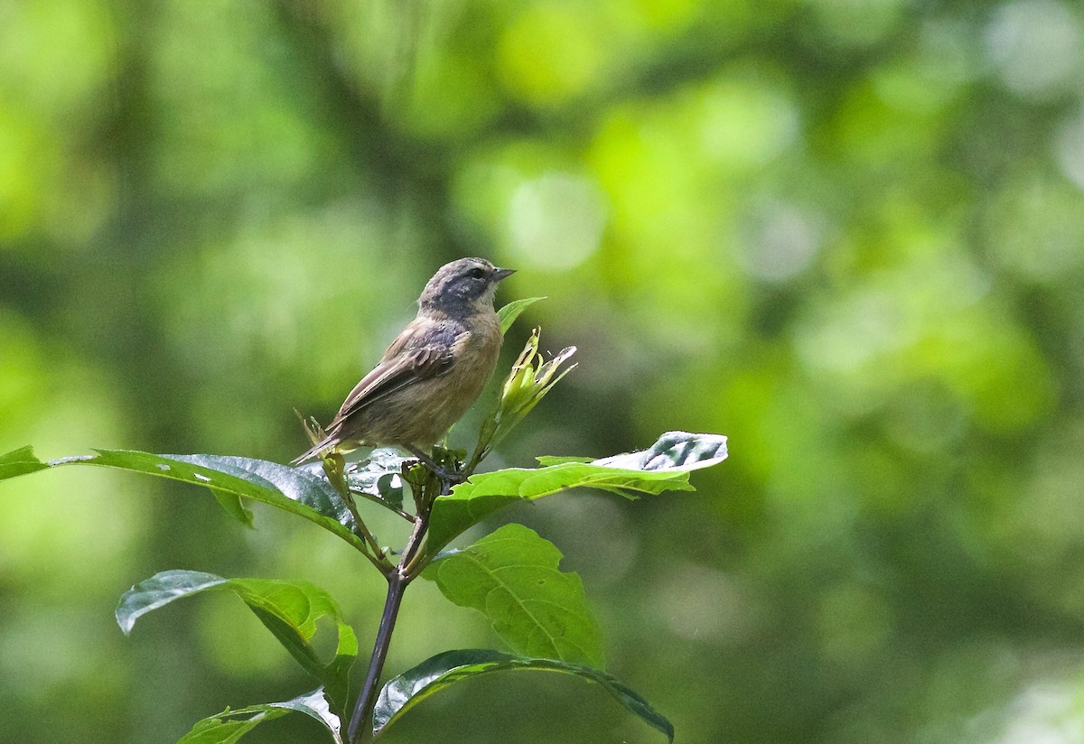 Long-tailed Reed Finch - ML312296281