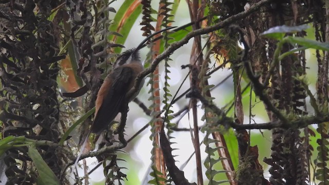 Tawny-bellied Hermit - ML312297141