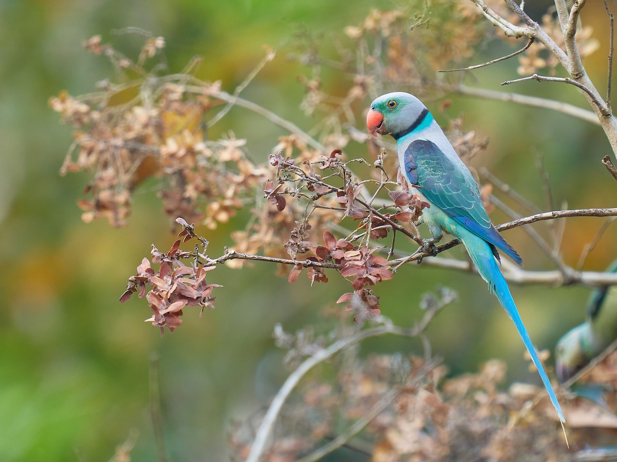 Malabar Parakeet - Raghavendra  Pai