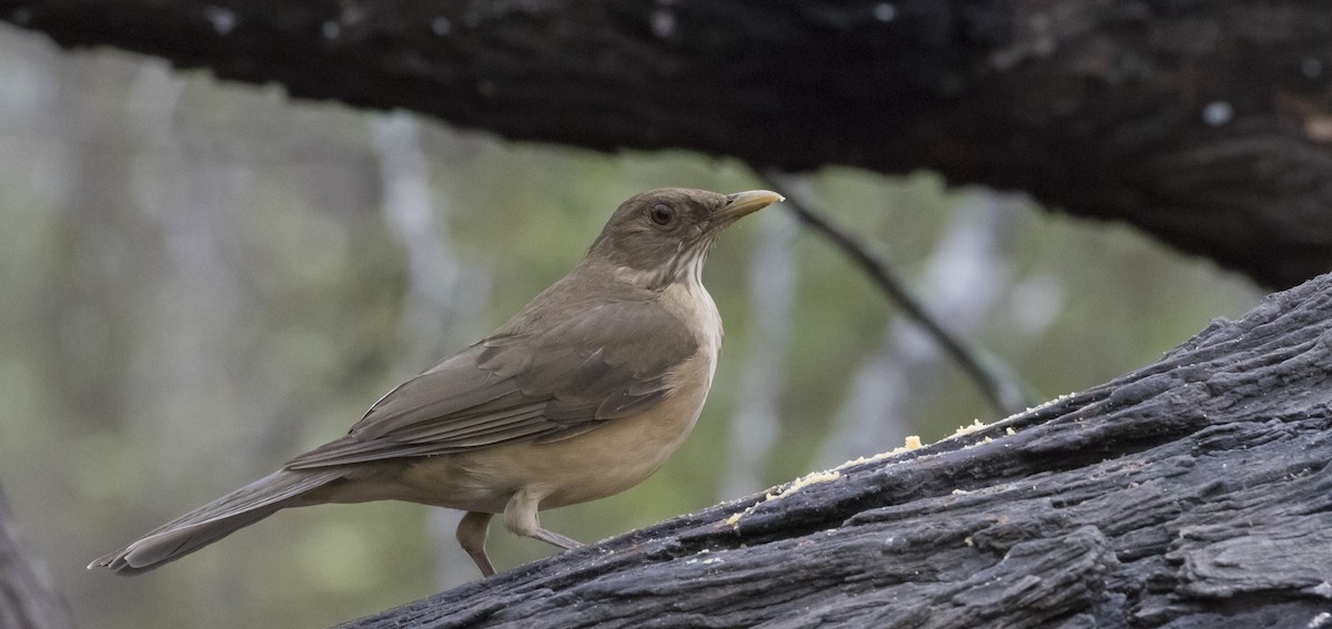 Clay-colored Thrush - ML312299091