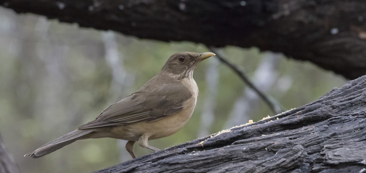 Clay-colored Thrush - ML312299091