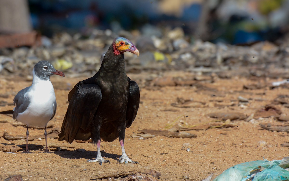 Lesser Yellow-headed Vulture - ML312299841