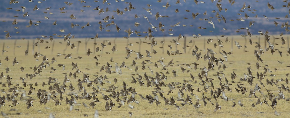 Chestnut-collared Longspur - José Hugo Martínez Guerrero