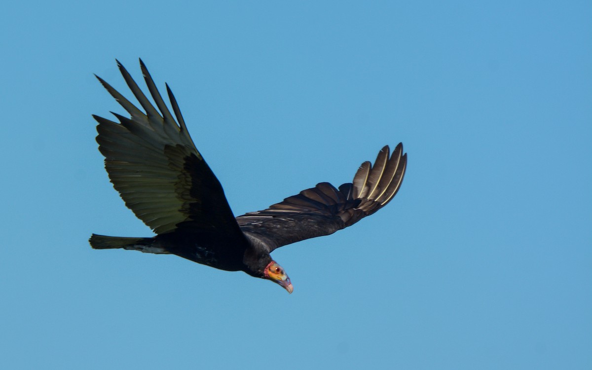 Lesser Yellow-headed Vulture - ML312300311