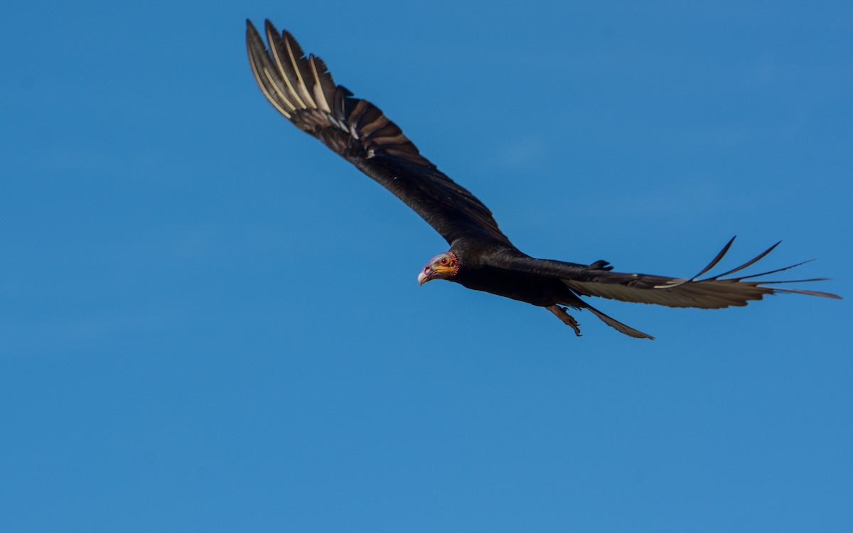 Lesser Yellow-headed Vulture - ML312300431