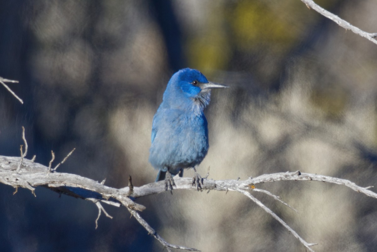 Pinyon Jay - Kyle Elfman