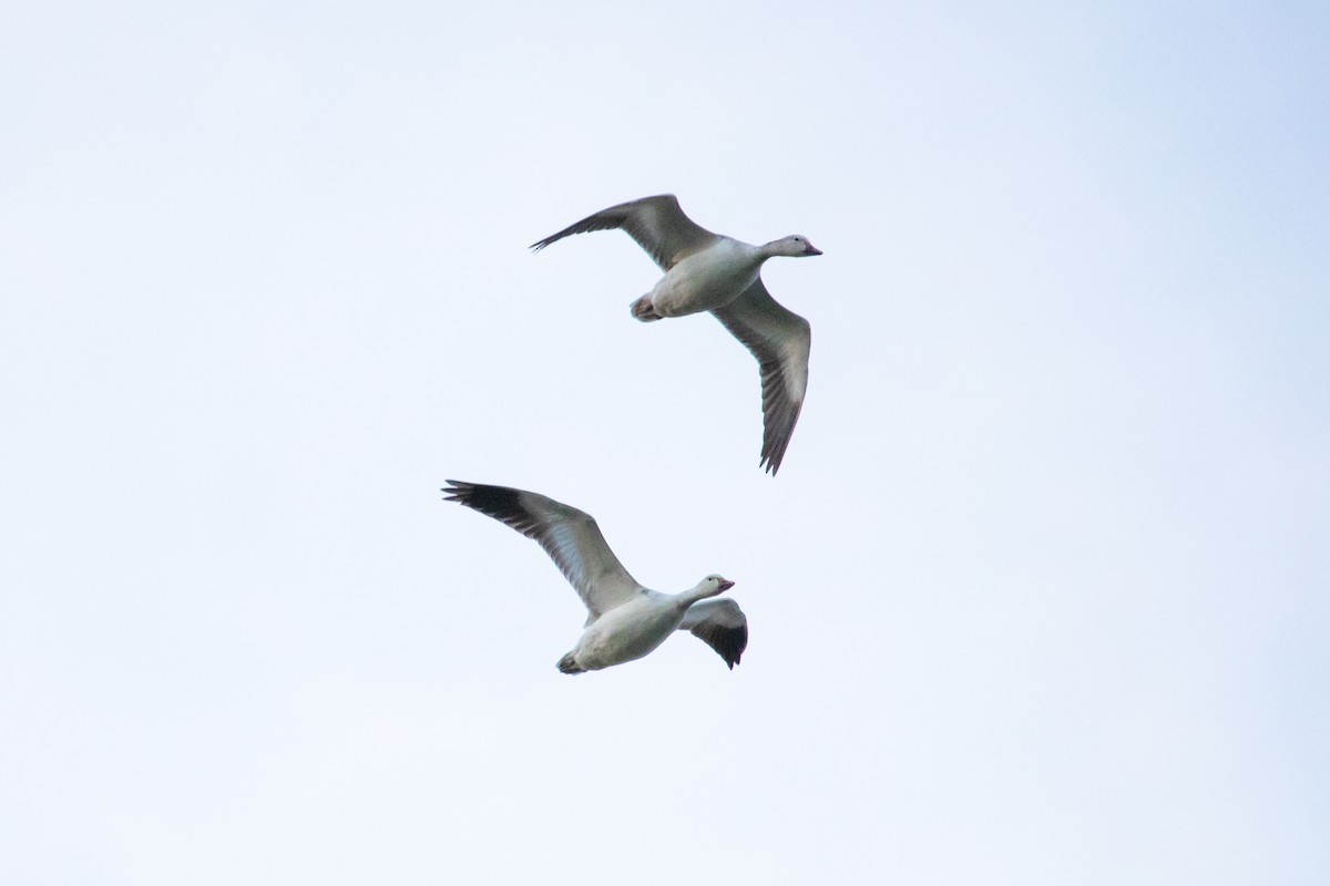 Snow Goose - ML312301311