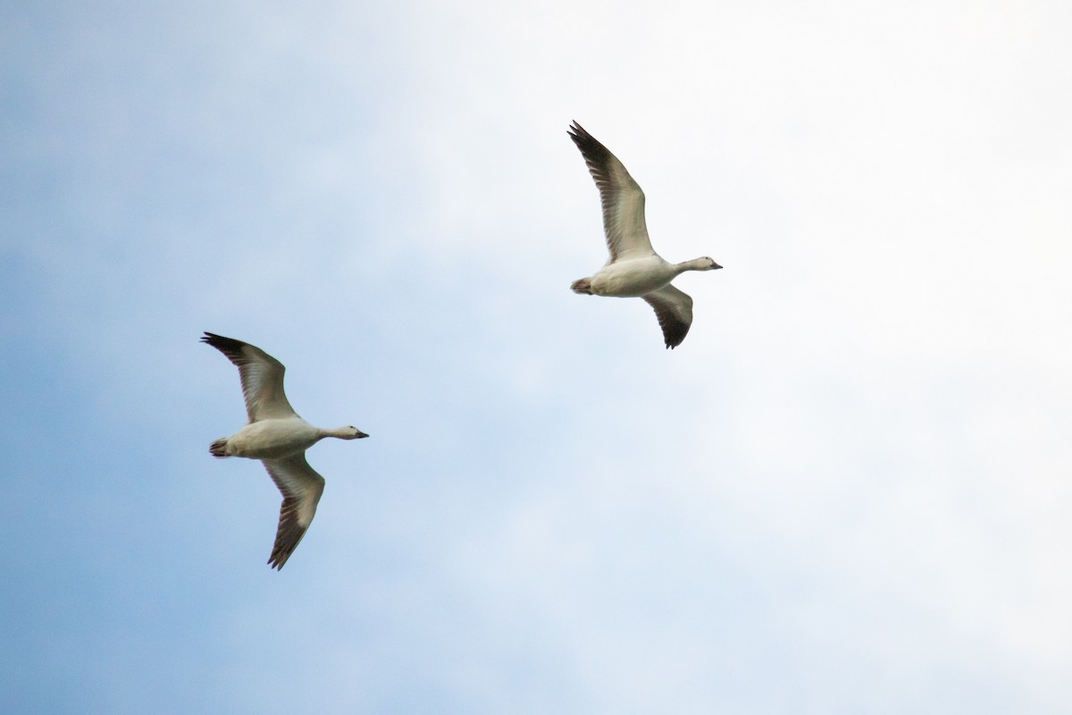 Snow Goose - ML312301371