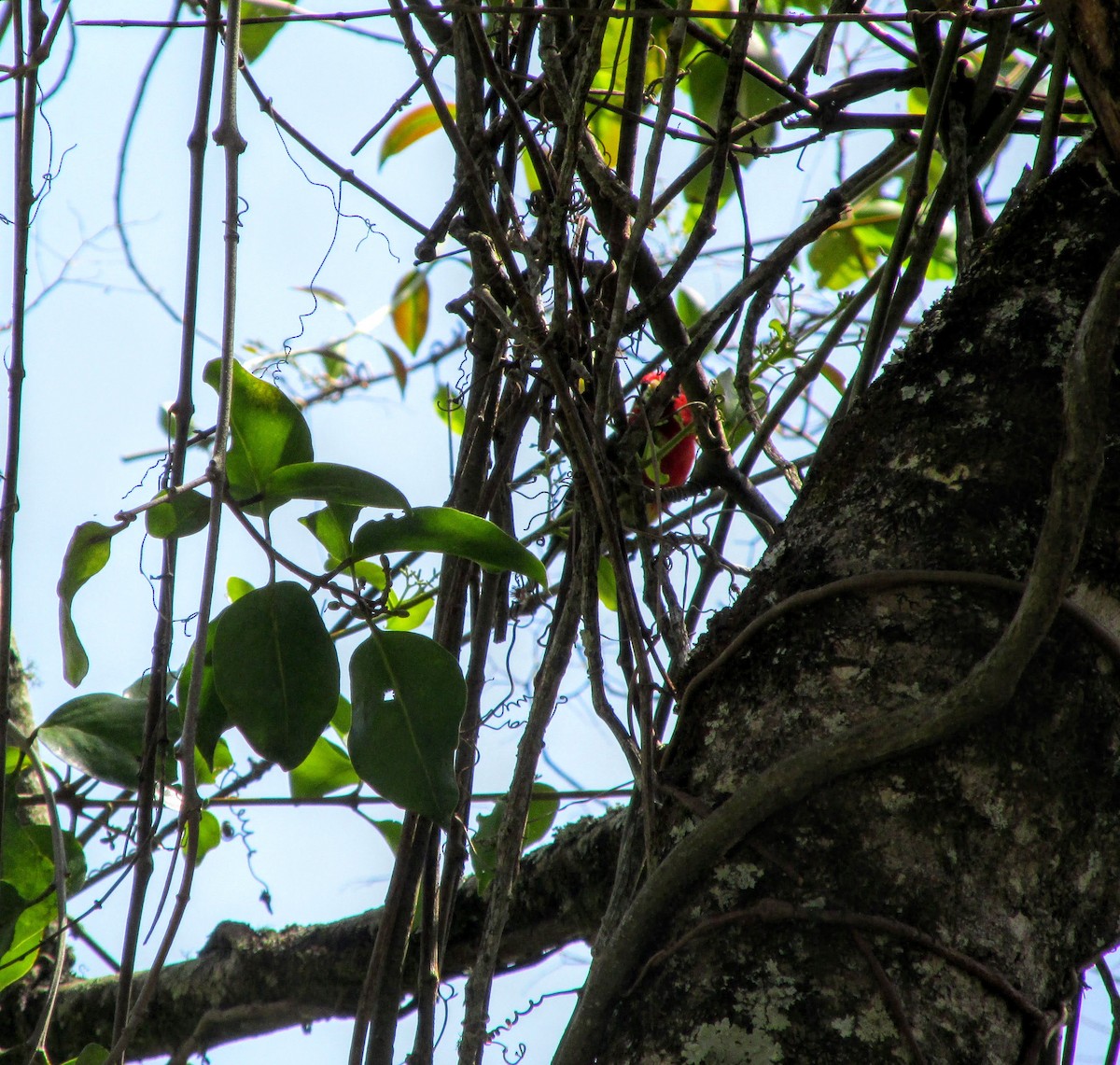 Red-headed Barbet - ML312301601