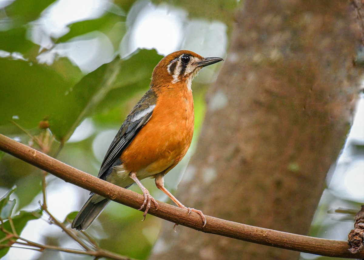 Orange-headed Thrush - Vivek Sudhakaran