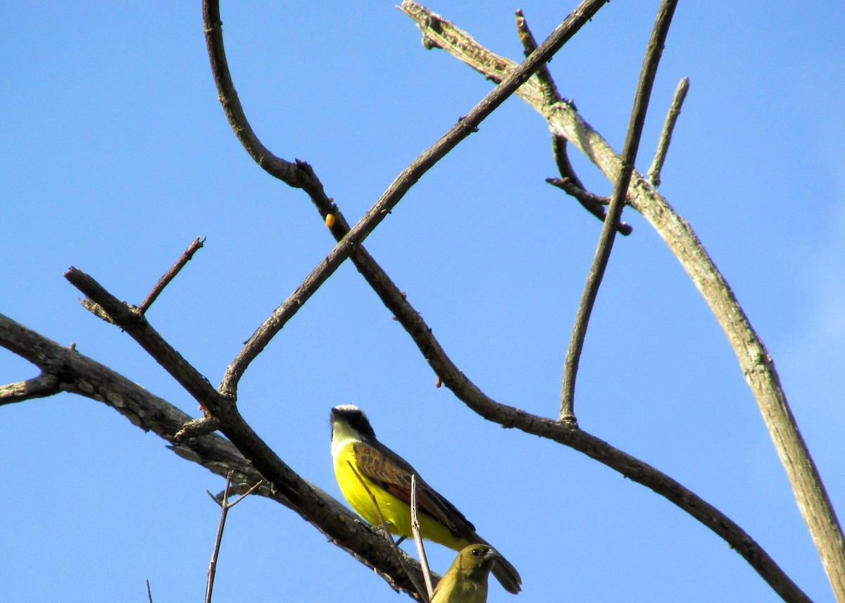 Rusty-margined Flycatcher - ML312301701