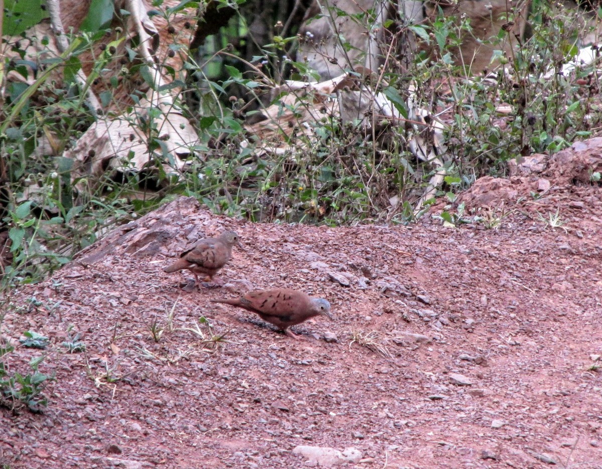 Ruddy Ground Dove - ML312301741