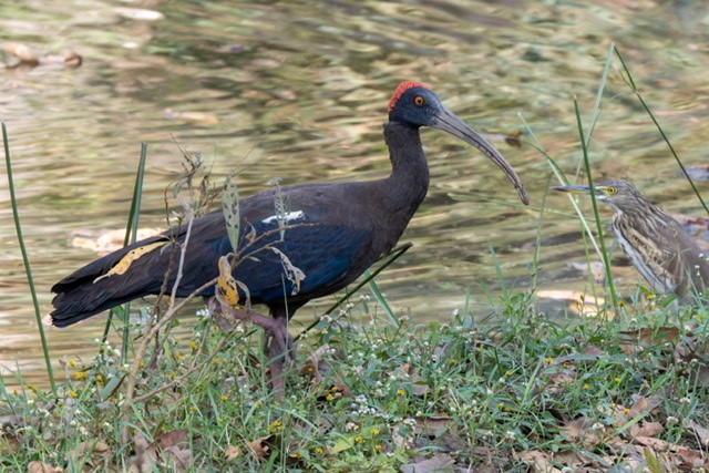 ibis bradavičnatý - ML312302461