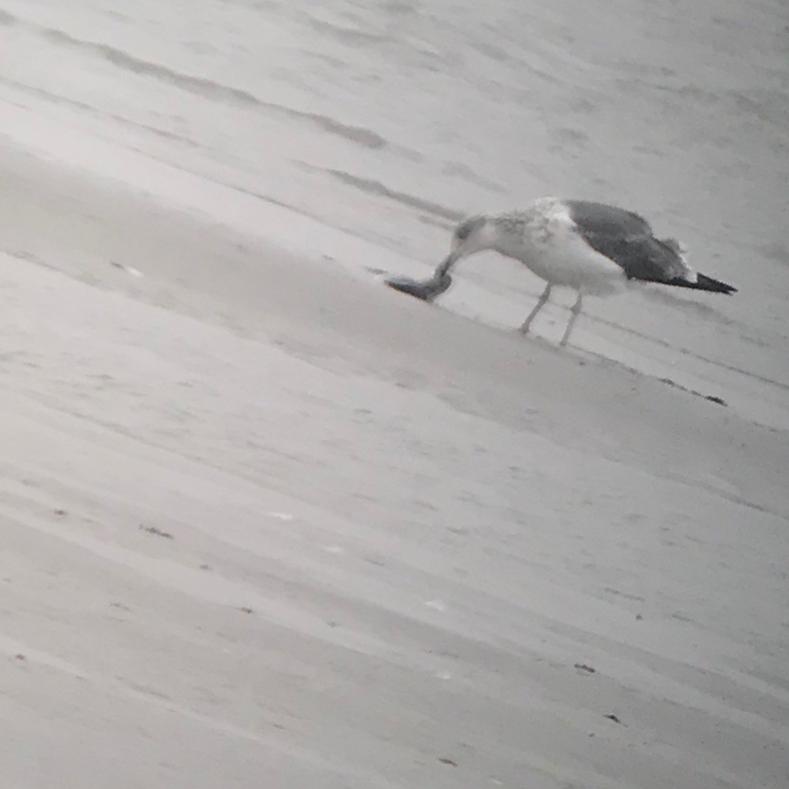 Lesser Black-backed Gull - ML312302701