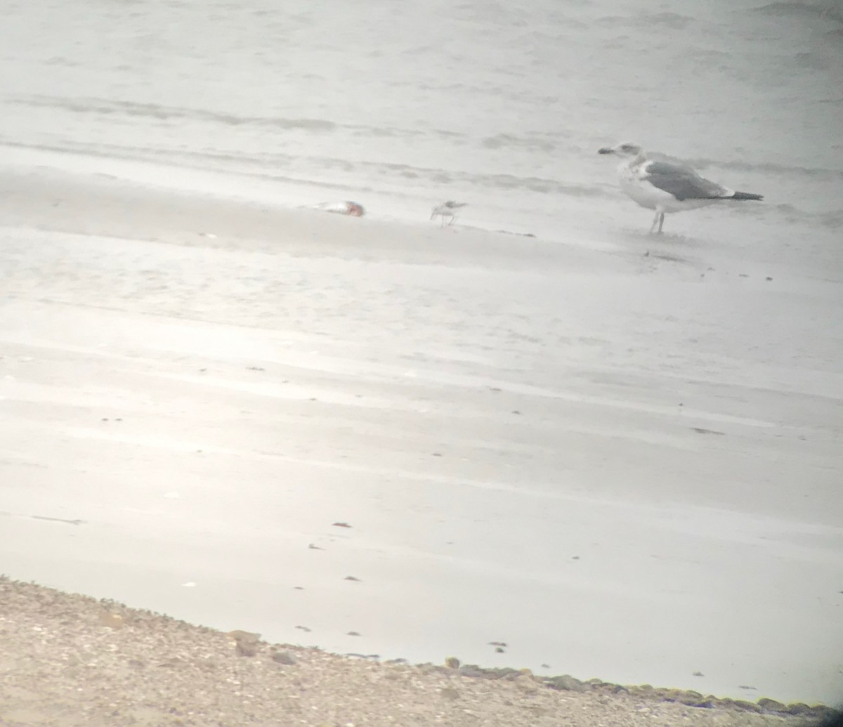 Lesser Black-backed Gull - ML312302721