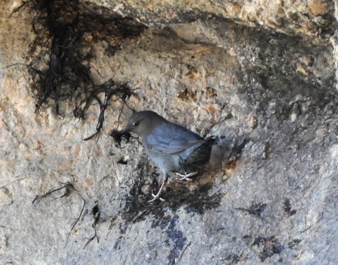 American Dipper - ML312302861