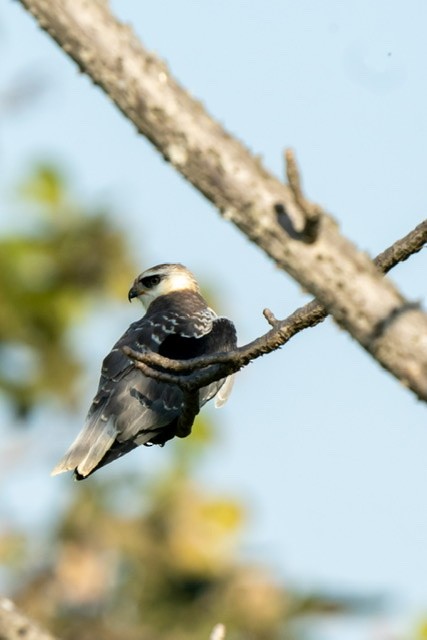 Pallid Harrier - Kanupriya Katyal