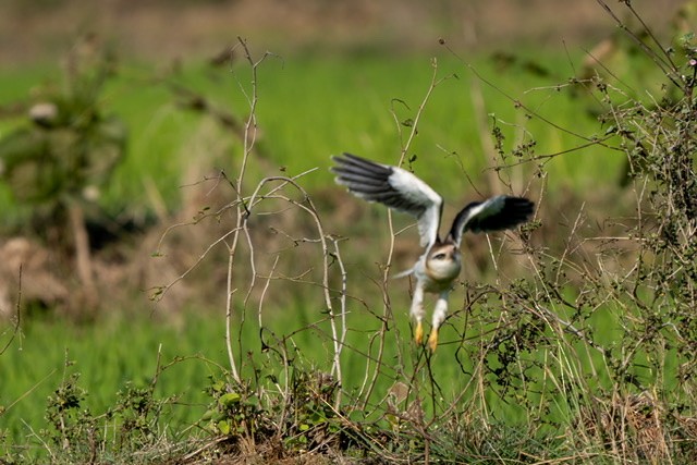 Pallid Harrier - Kanupriya Katyal